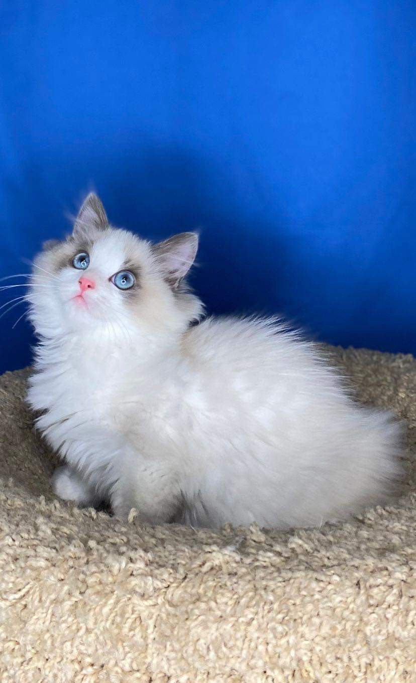 Bill – Ragdoll Male Blue Bicolor – SOLD