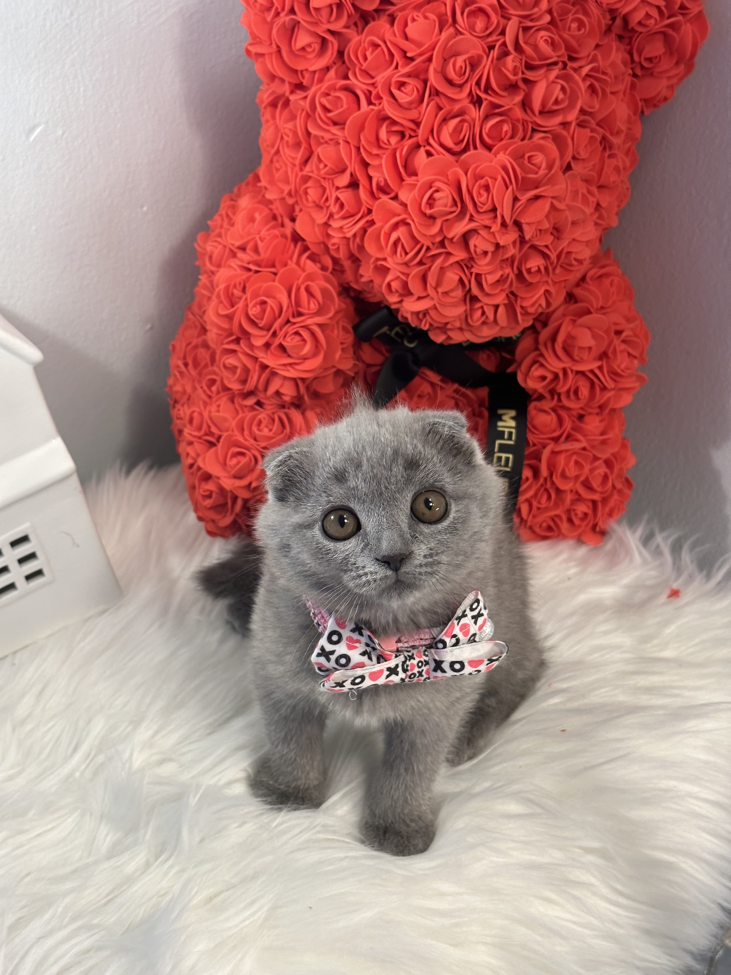 Archi, Active, sweet and friendly Blue Scottish fold male 11 weeks old – SOLD