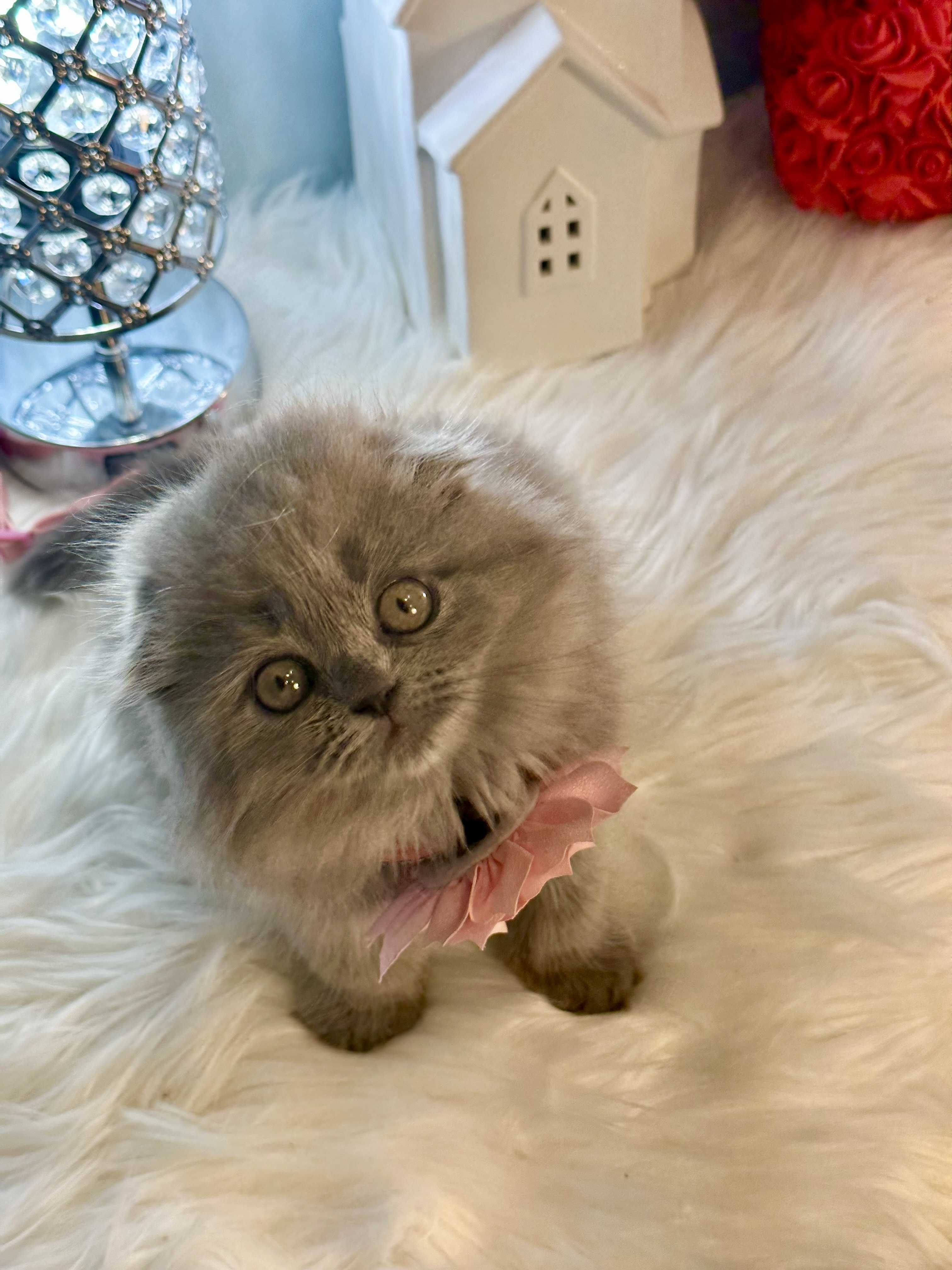 Kim, Friendly, social, cute and cuddly Scottishfold blue female 10 weeks old – SOLD