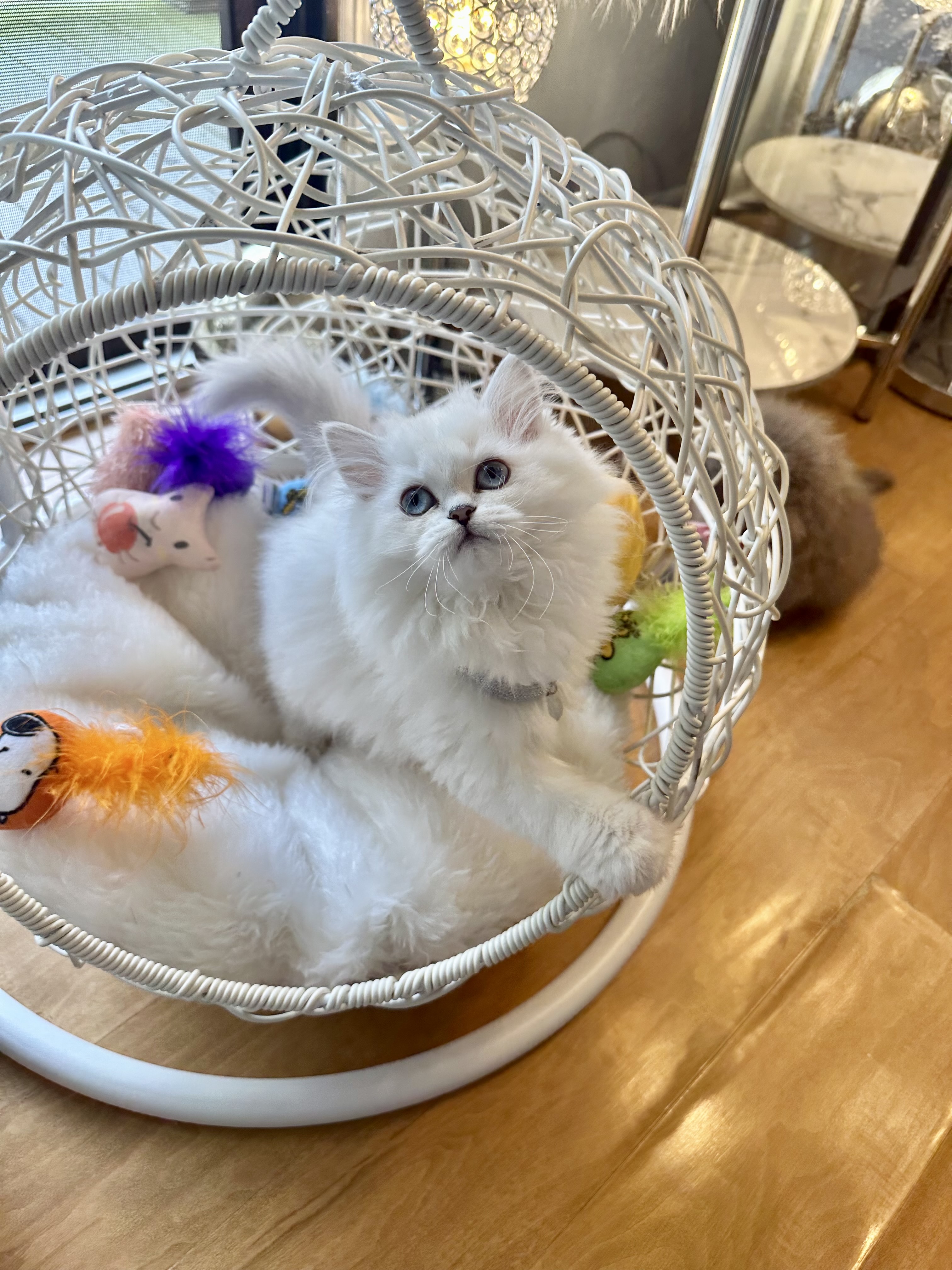 Kylie, Very sweet and cuddly British Longhair white 10 weeks old female kitten – SOLD