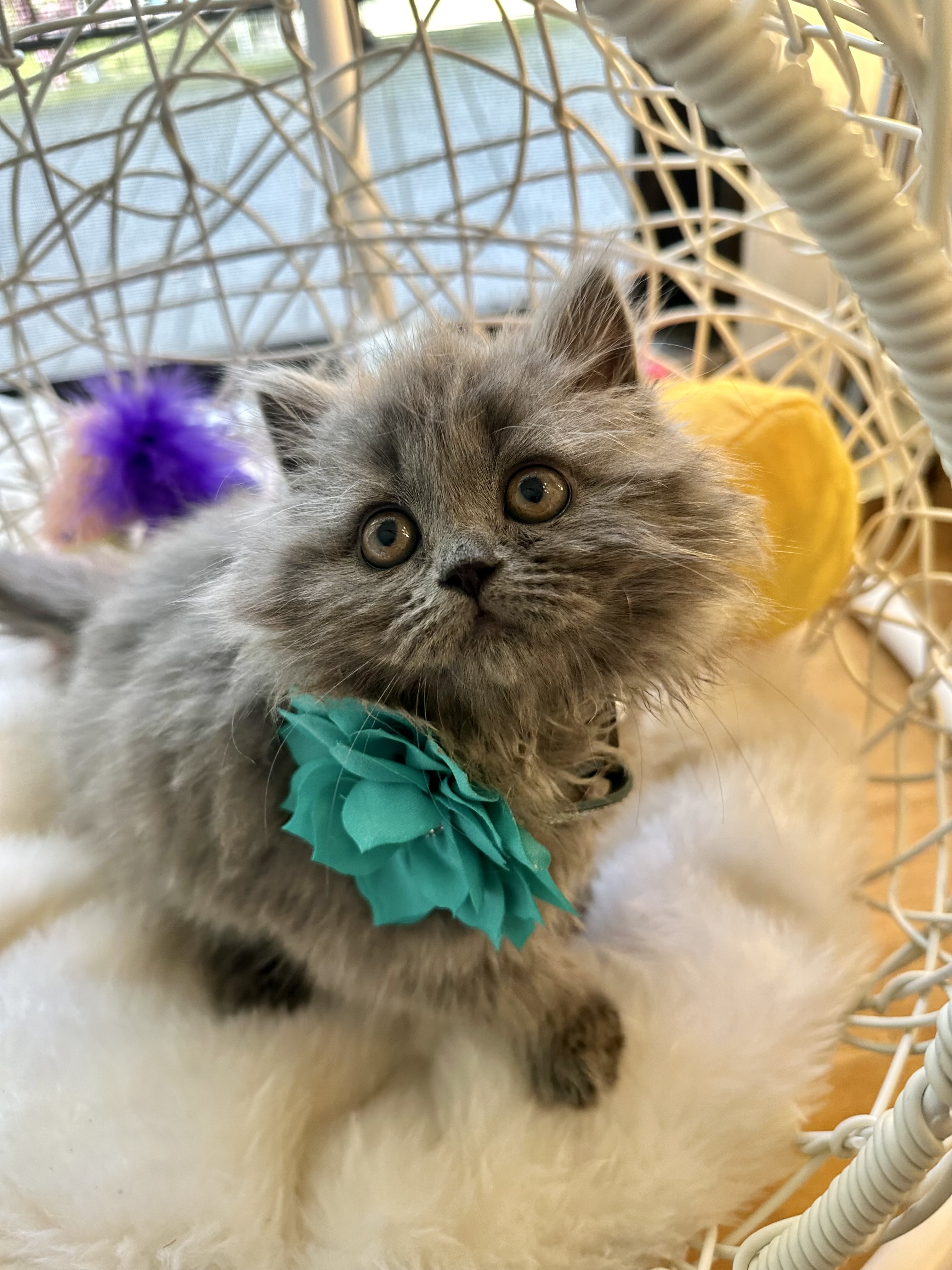 Kendall, Sweet, cuddly, cute British Longhair blue female kitten 10 weeks old – SOLD