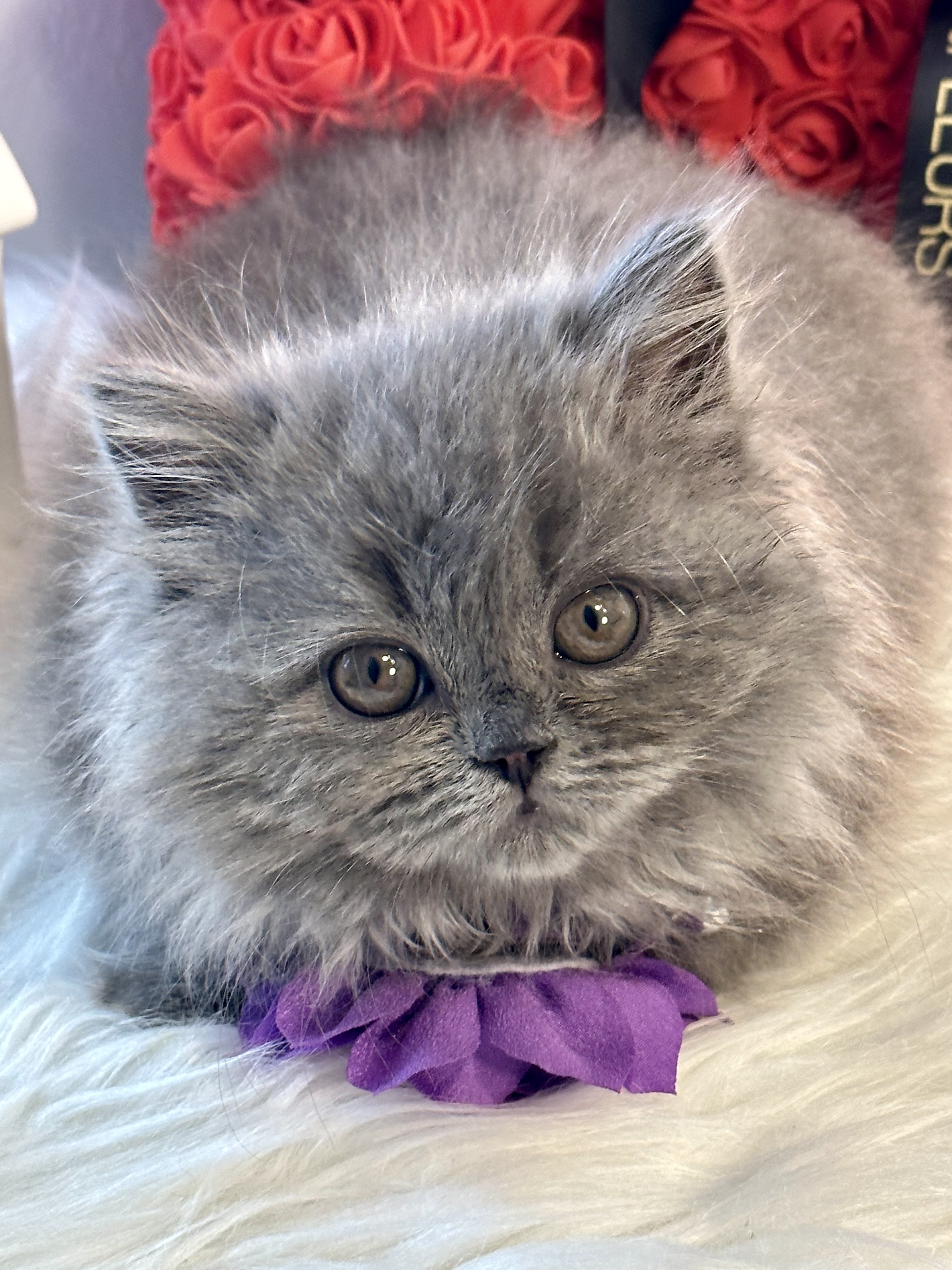 Khloe, Very cuddly, cute and friendly British Longhair Blue female 10 weeks old kitten – SOLD