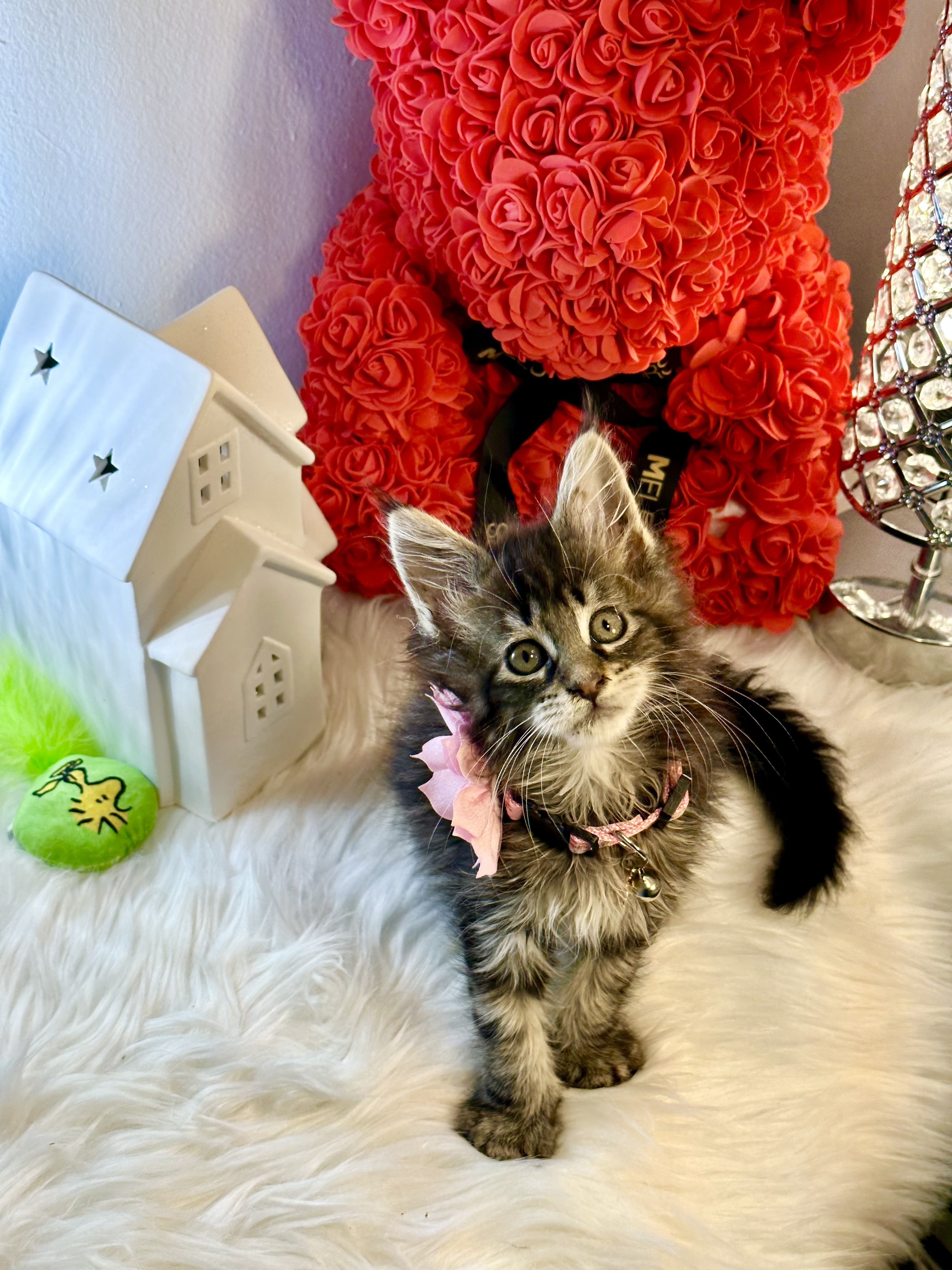 Fiona, Very sweet and cute female Maincoon kitten 9 weeks old – SOLD