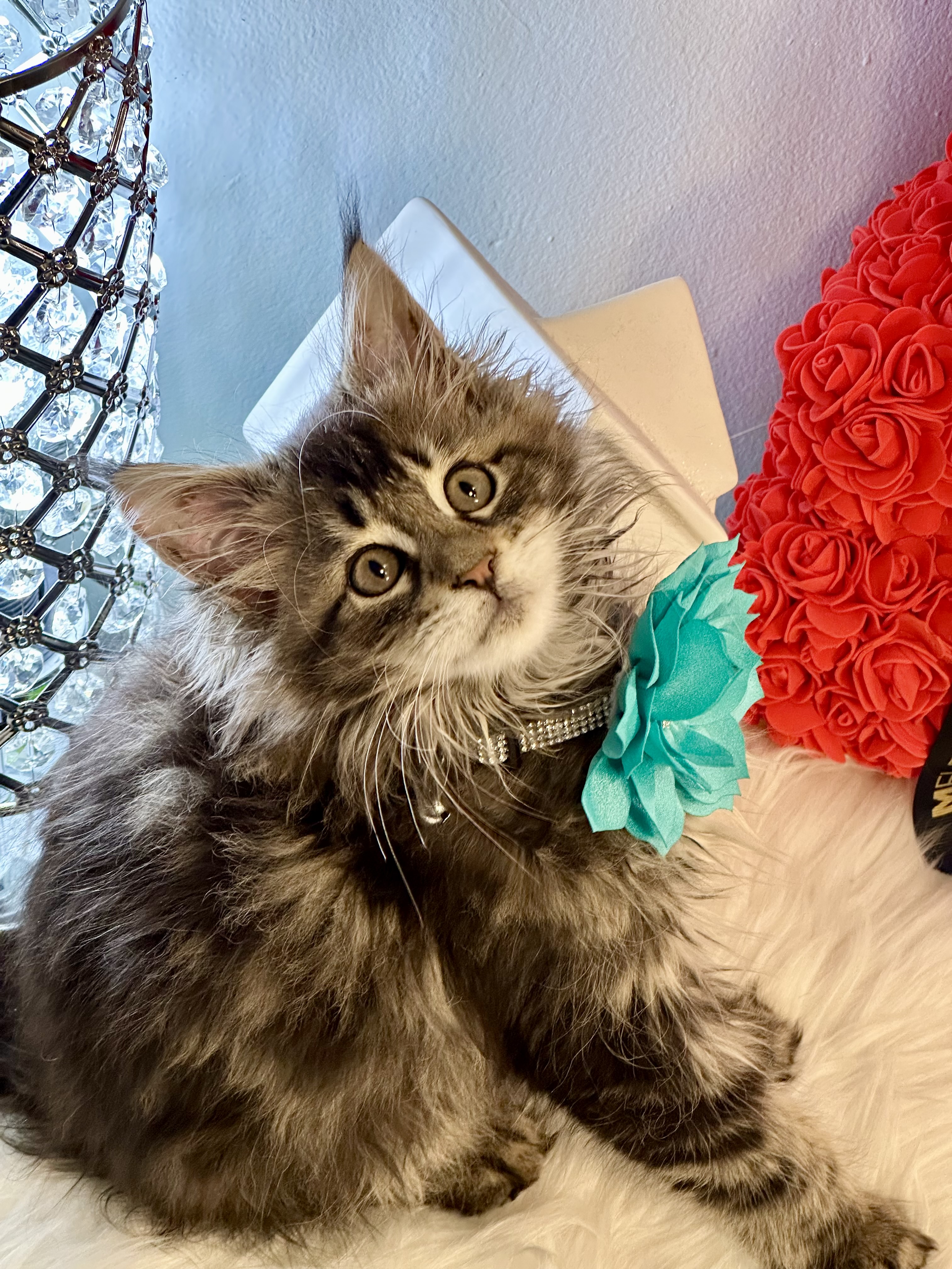 Sunny, Very sweet and playful female Maincoon 10 weeks old – SOLD