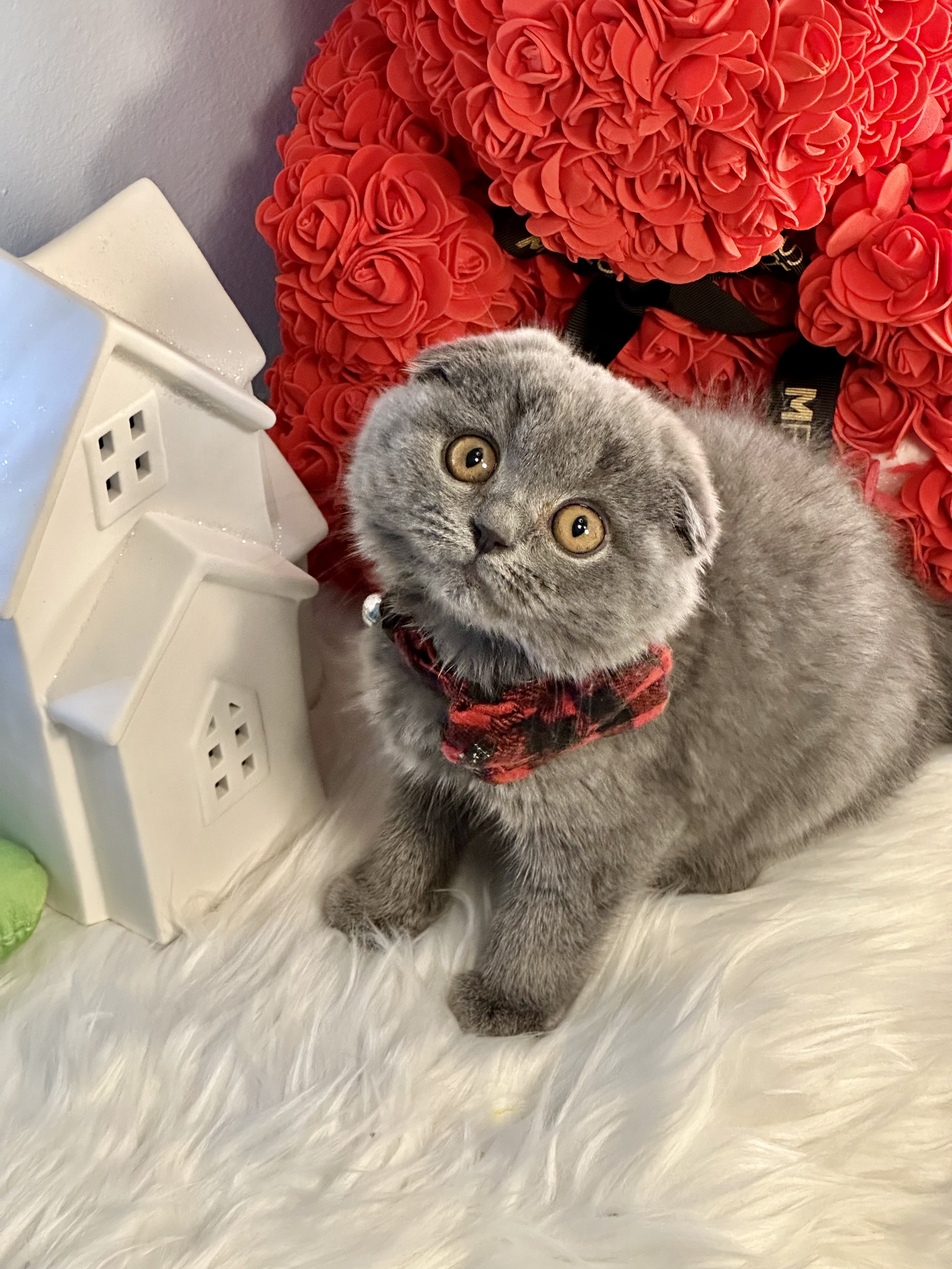 Scott, Very cuddly, sweet and friendly Blue Scottishfold male 9 weeks old – SOLD