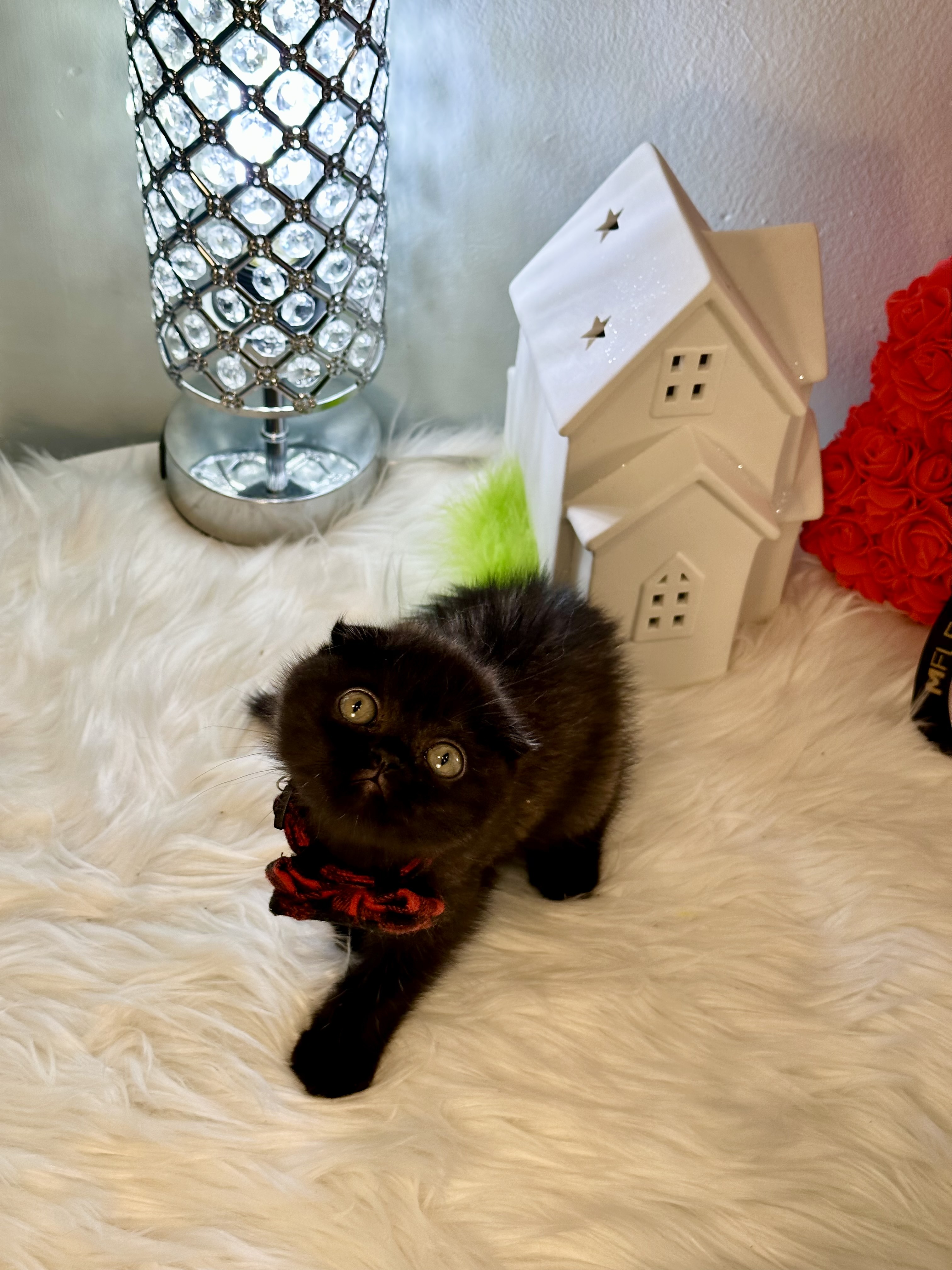 Monti, Very cute and sweet chocolate Scottish Fold male kitten 9 weeks old – SOLD