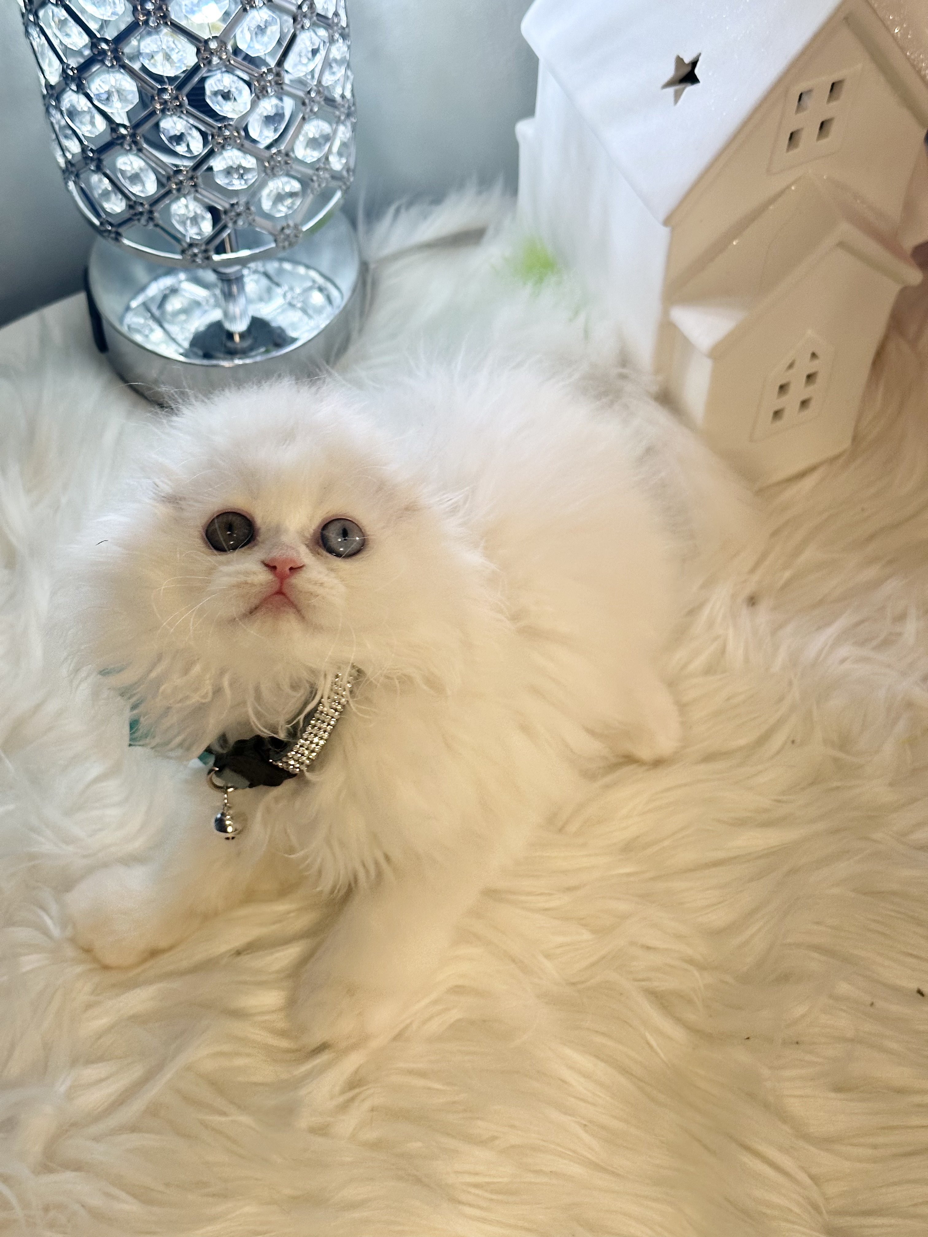 Ivory, Very sweet and adorable white Scottish Fold longhair with odd eyes 9 weeks old – SOLD