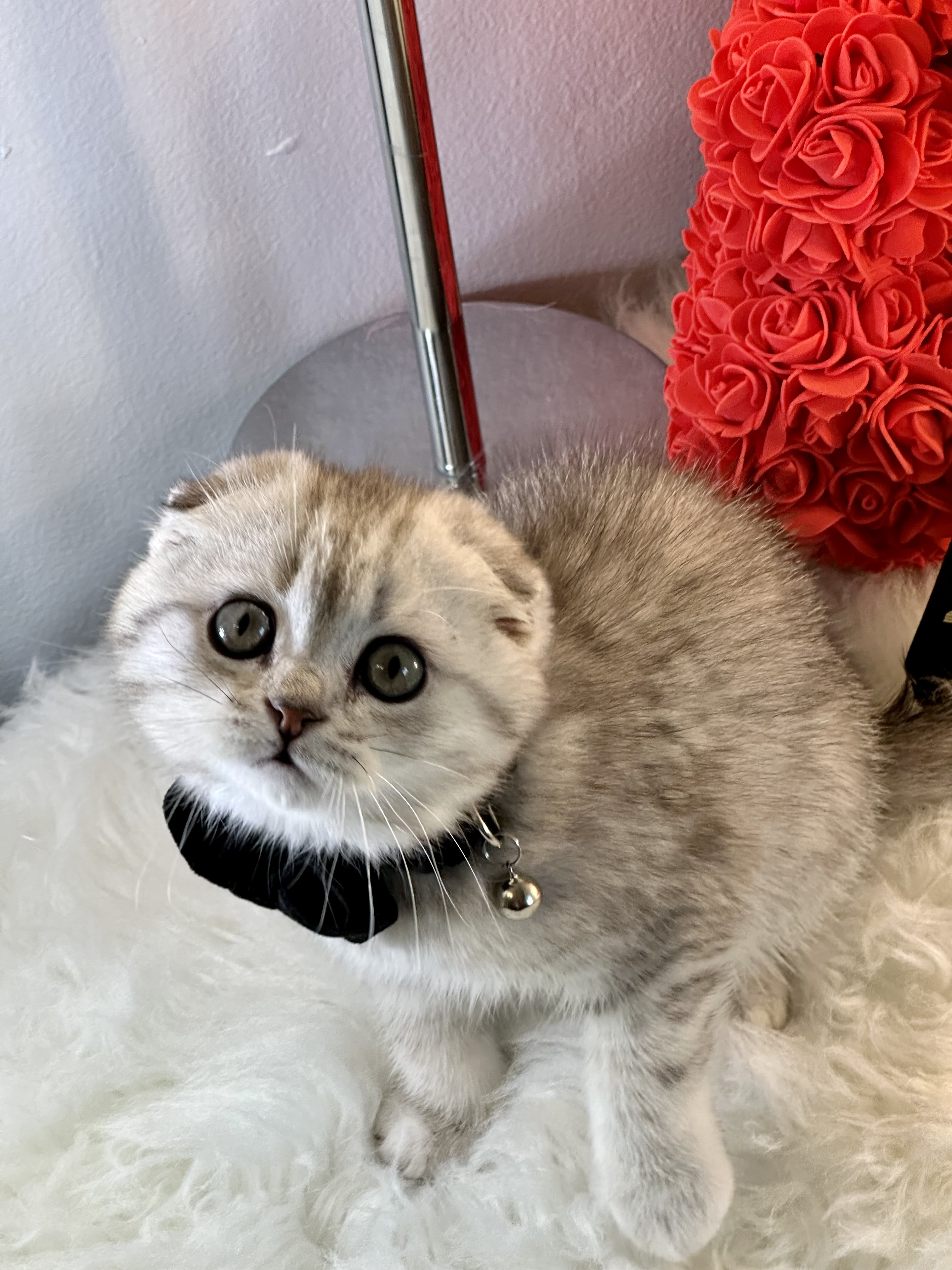 Kasper, Very cuddly, cute and friendly silver Scottish fold male kitten 9 weeks old – SOLD