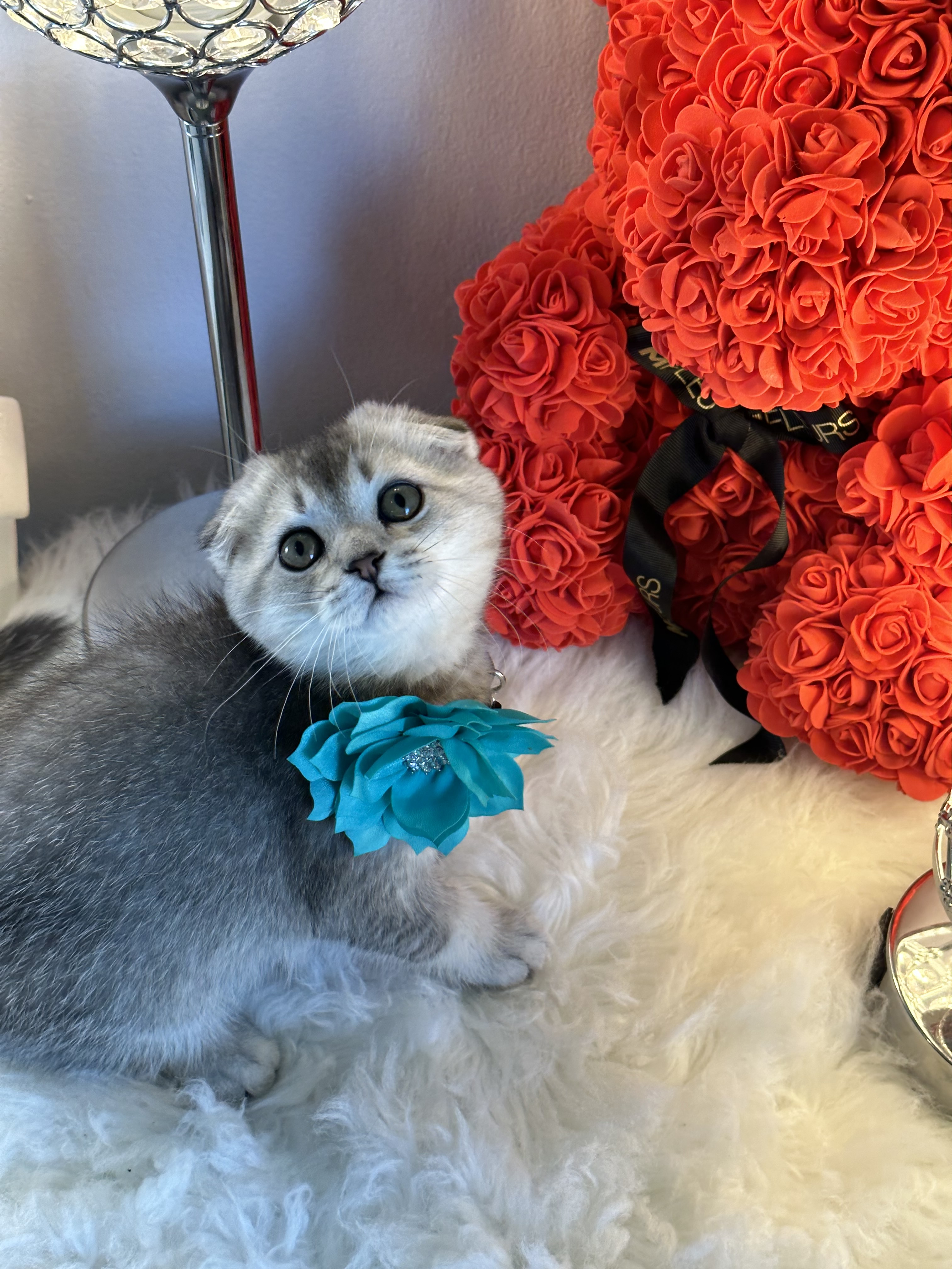 Bella, Very cute, sweet and friendly silver Scottish fold female kitten 9 weeks old – SOLD