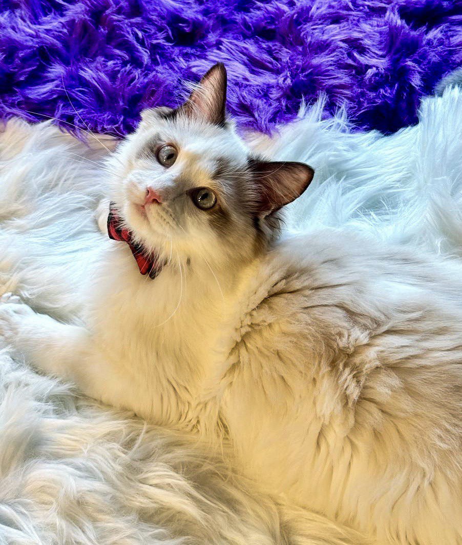 Teddy – handsome bi color Ragdoll male, 5 months old – SOLD