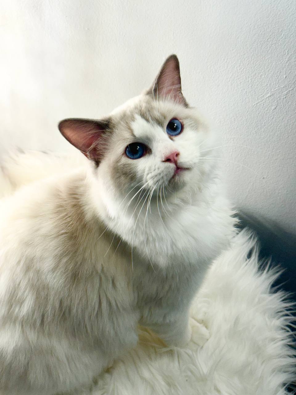 Must – Cute bi color Ragdoll male, 8 months old – SOLD