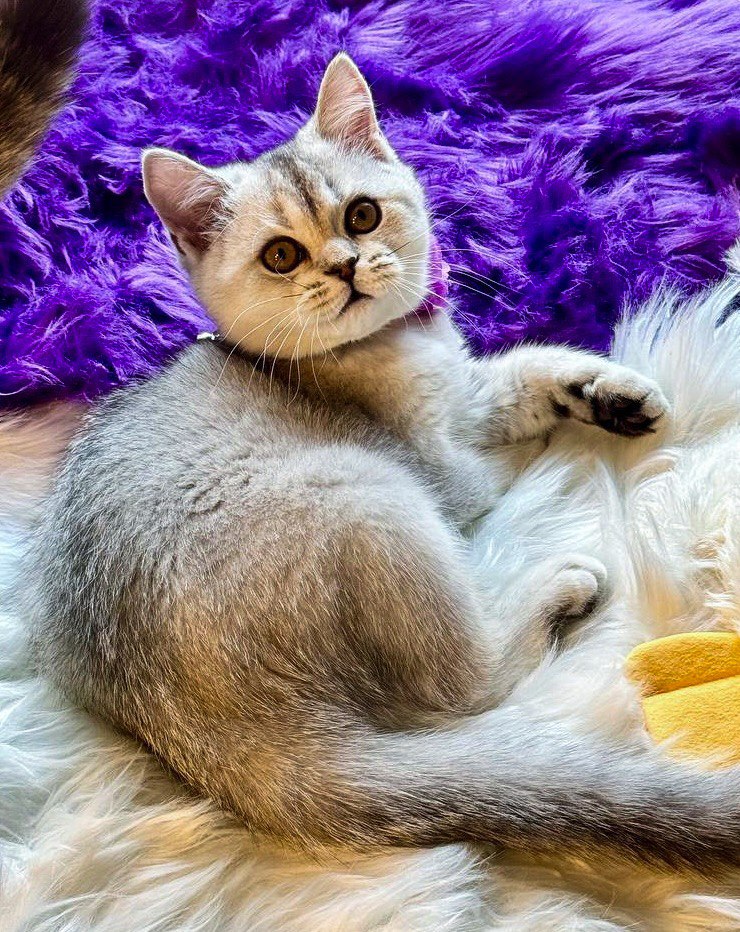 Ayla – Beautiful silver British shorthair female, 11 weeks old – SOLD