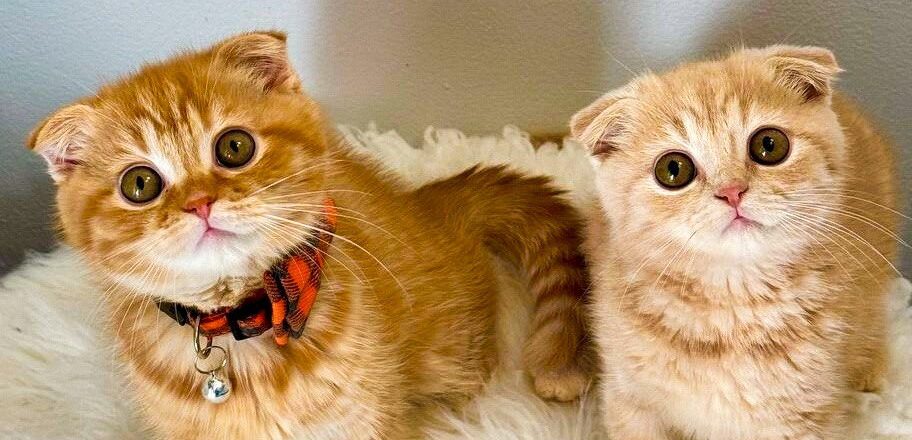 Kay and Klyde – cheerful Scottish Fold kittens, 10 weeks old – SOLD