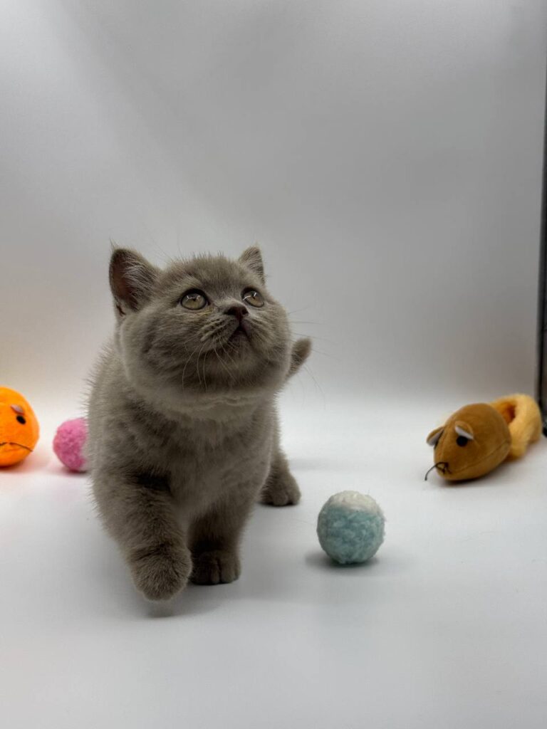 British shorthair, British shorthair lilac, British shorthair for Sale, British shorthair near me
