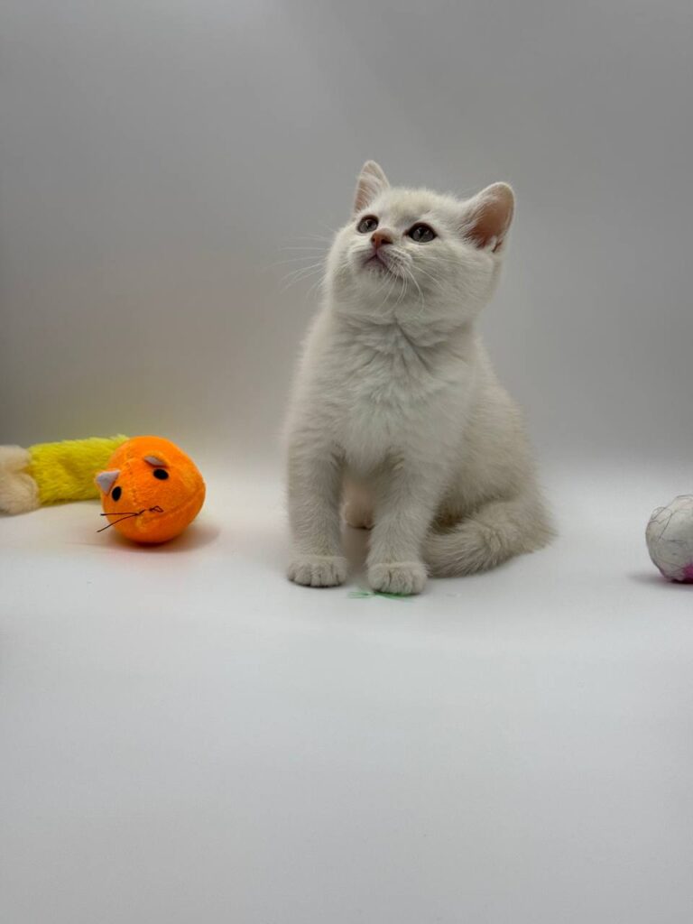 British shorthair, British shorthair lilac, British shorthair for Sale, British shorthair near me
