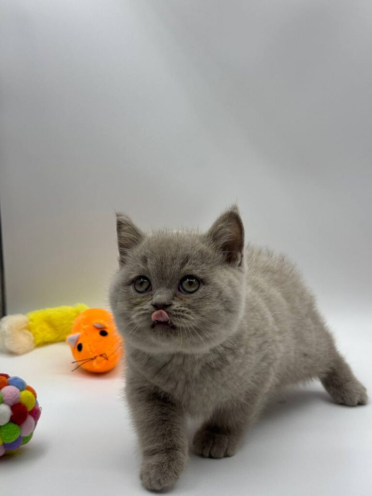 British shorthair, British shorthair lilac, British shorthair for Sale, British shorthair near me
