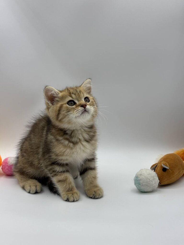 British shorthair, British shorthair gold marble, British shorthair lilac, British shorthair for Sale, British shorthair near me