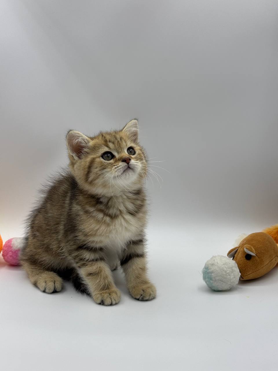 Casper – British Shorthair Gold Marble Male – SOLD