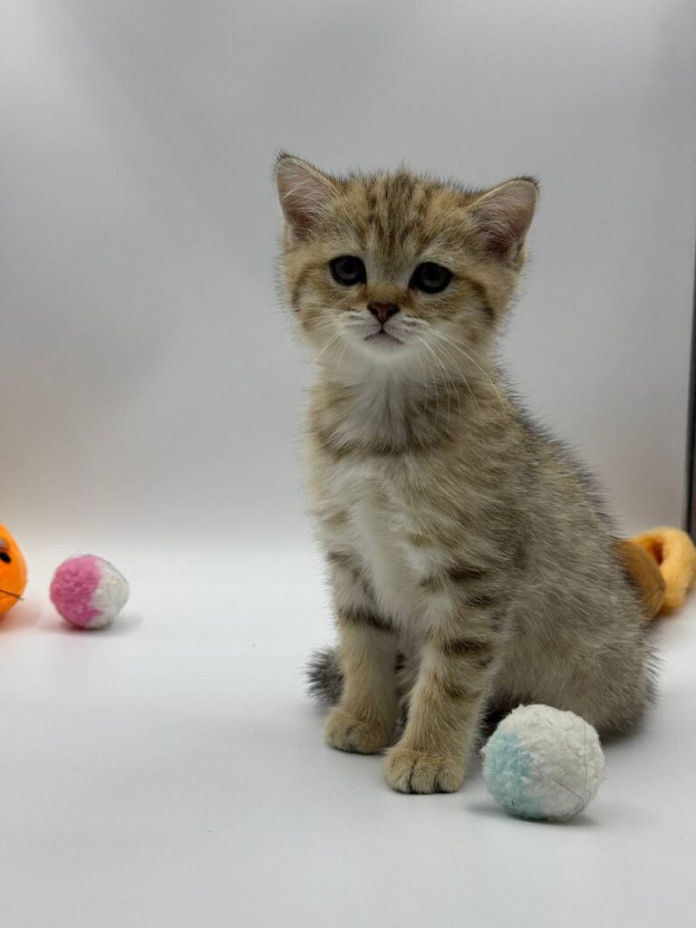 British shorthair, British shorthair lilac, British shorthair for Sale, British shorthair near me
