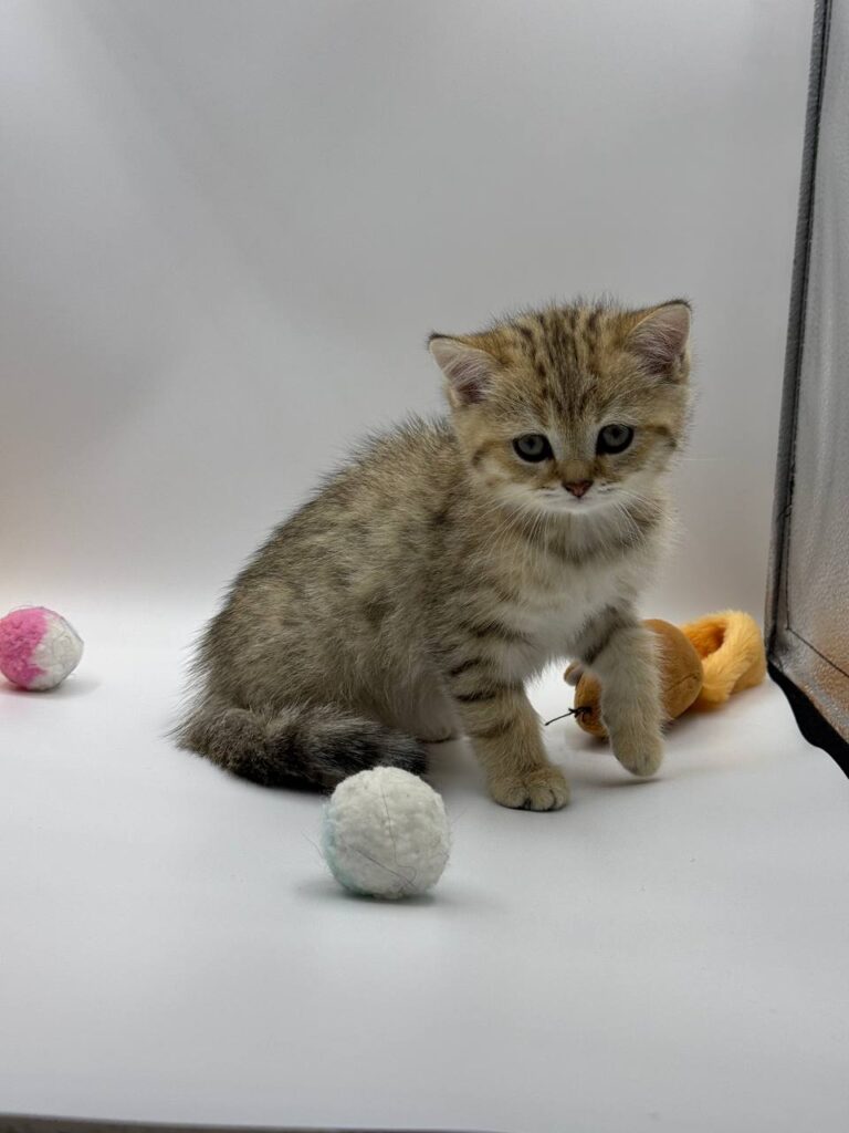 British shorthair, British shorthair lilac, British shorthair for Sale, British shorthair near me
