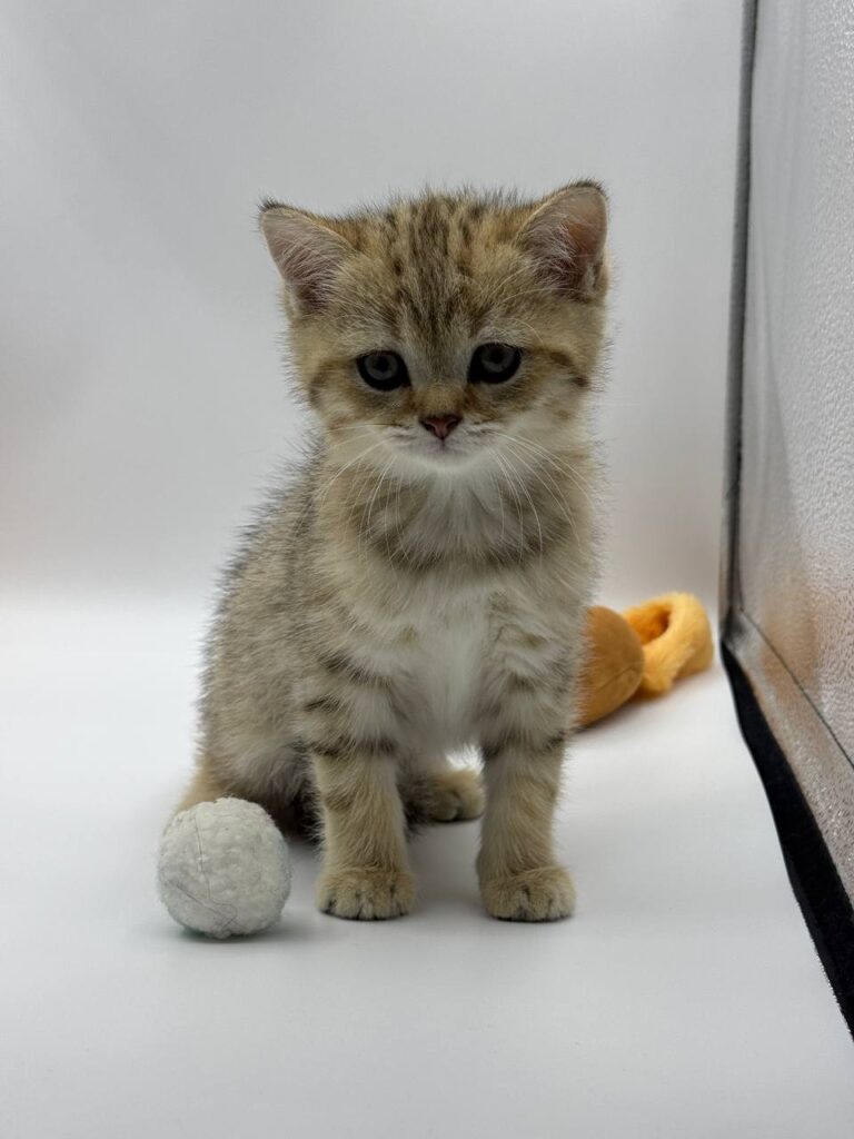 British shorthair, British shorthair lilac, British shorthair for Sale, British shorthair near me
