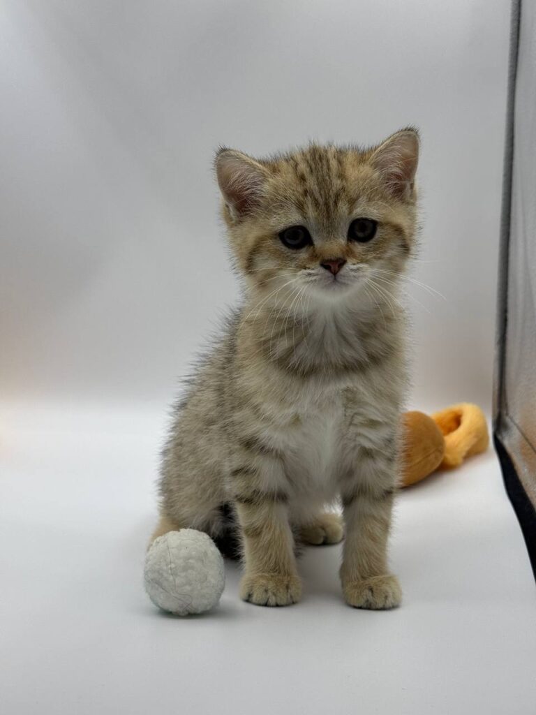 British shorthair, British shorthair lilac, British shorthair for Sale, British shorthair near me
