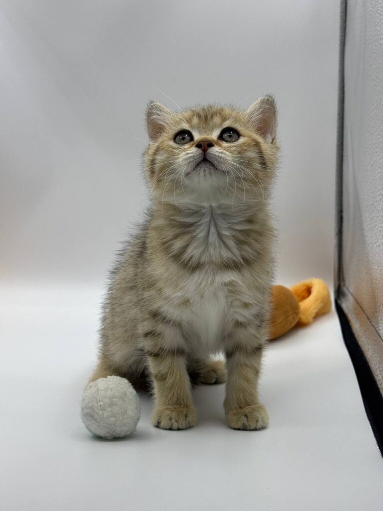 British shorthair, British shorthair lilac, British shorthair for Sale, British shorthair near me
