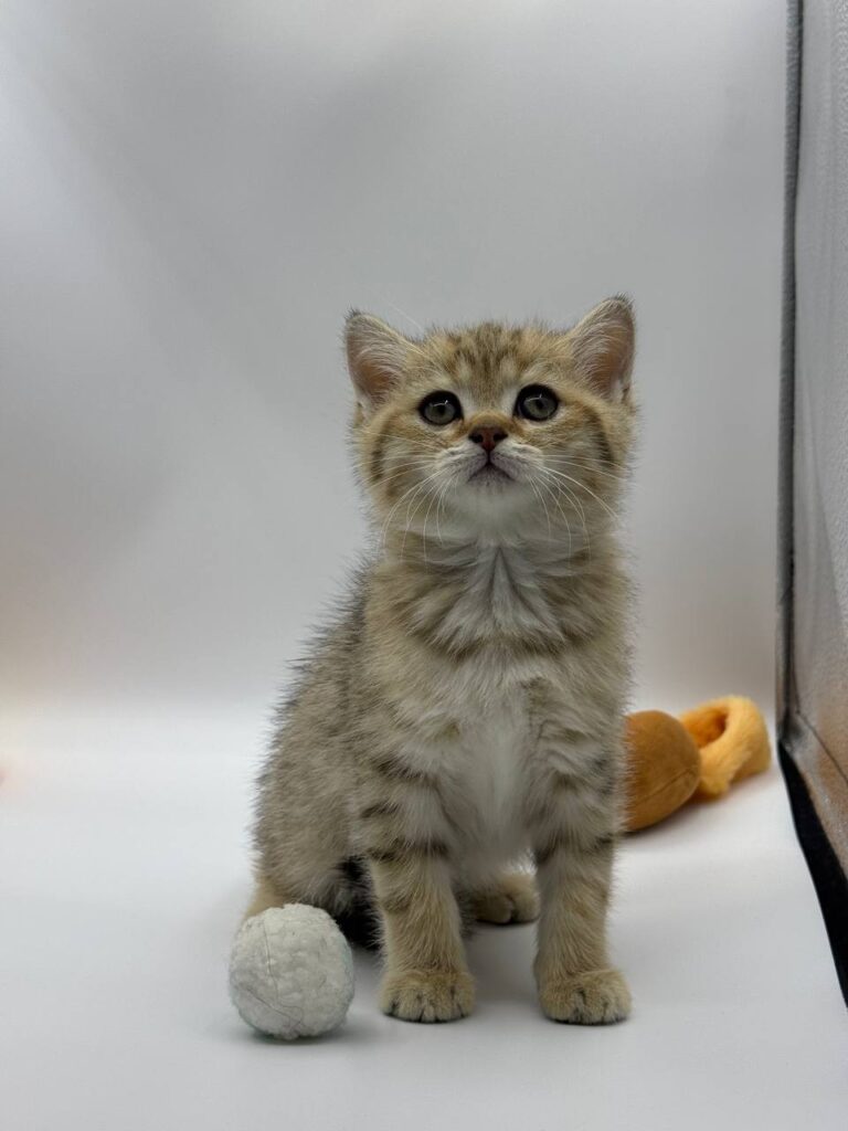 British shorthair, British shorthair lilac, British shorthair for Sale, British shorthair near me
