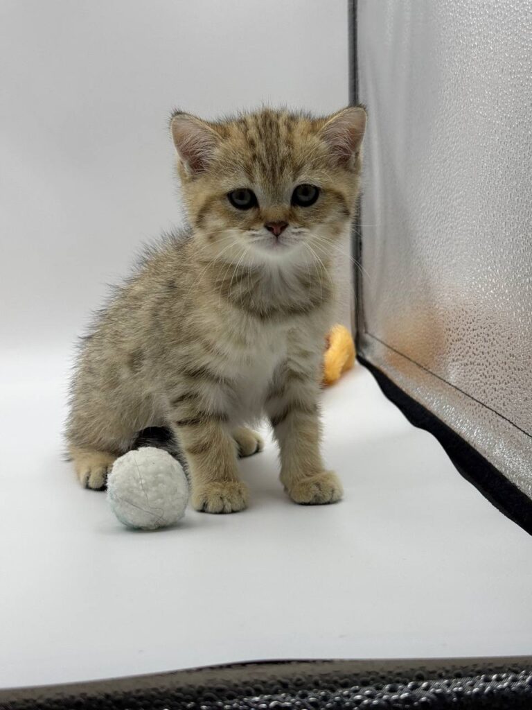 British shorthair, British shorthair lilac, British shorthair for Sale, British shorthair near me
