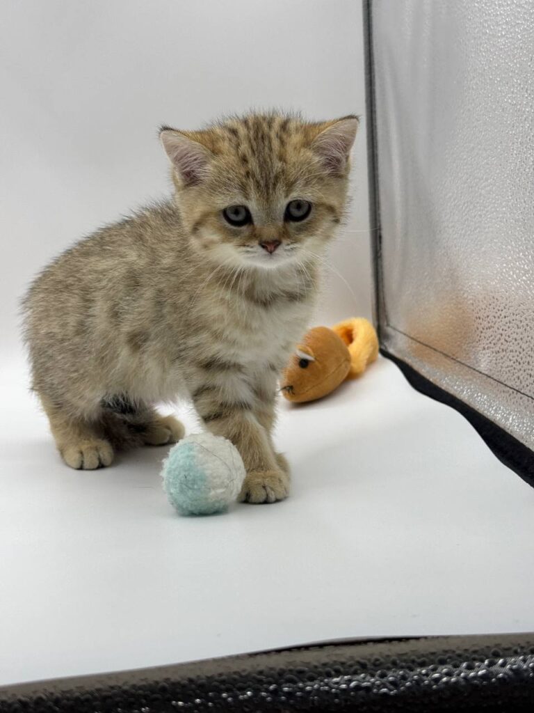 British shorthair, British shorthair lilac, British shorthair for Sale, British shorthair near me
