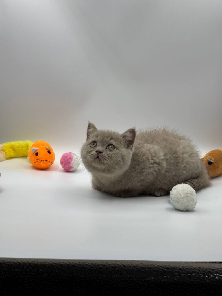 British shorthair, British shorthair lilac, British shorthair for Sale, British shorthair near me
