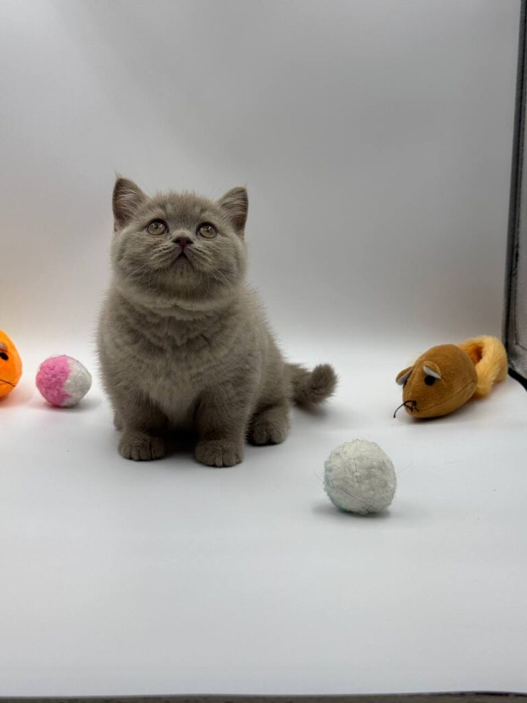 British shorthair, British shorthair lilac, British shorthair for Sale, British shorthair near me
