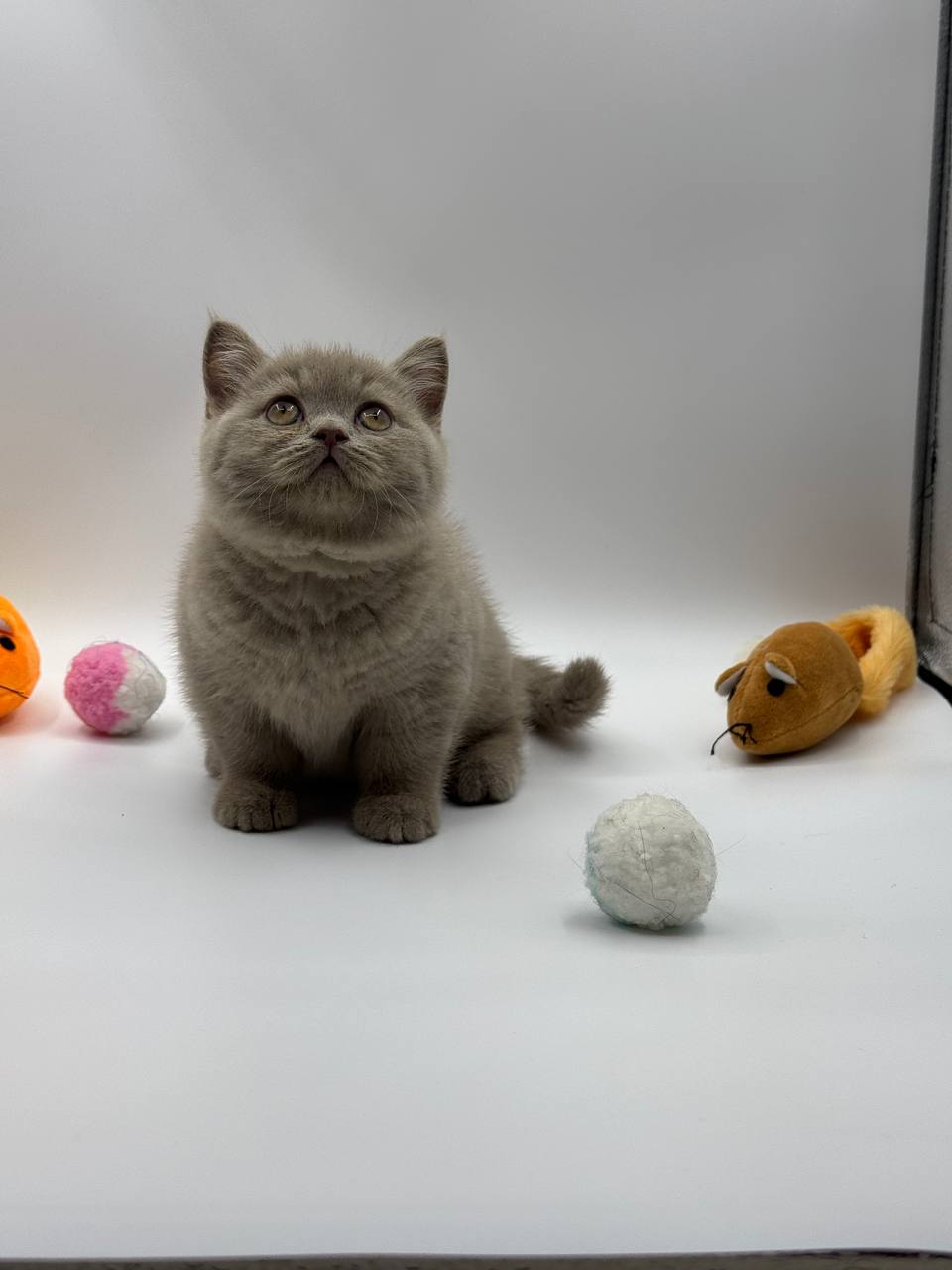 Blaze – British Shorthair Lilac Blue Male – SOLD