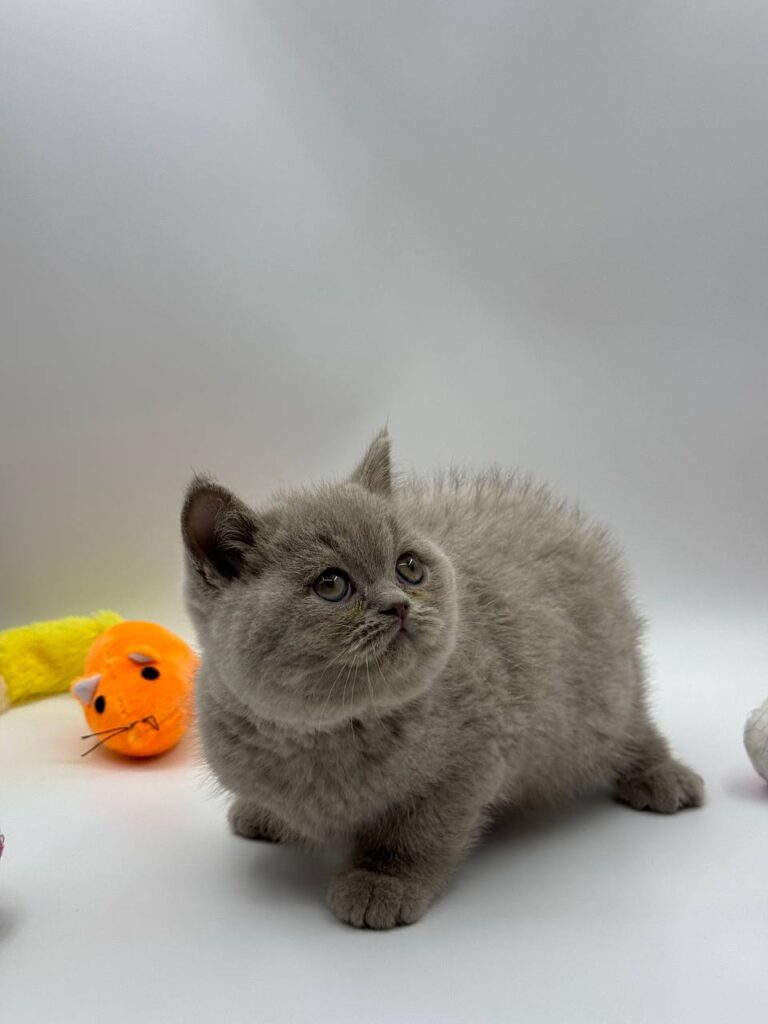 British shorthair, British shorthair lilac, British shorthair for Sale, British shorthair near me
