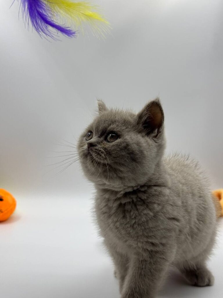 British shorthair, British shorthair lilac, British shorthair for Sale, British shorthair near me
