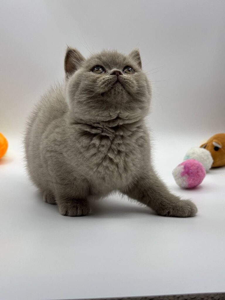 British shorthair, British shorthair lilac, British shorthair for Sale, British shorthair near me
