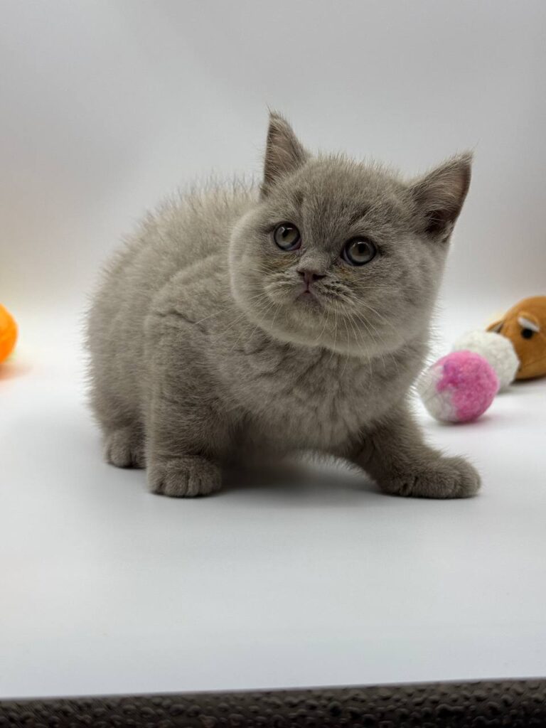 British shorthair, British shorthair lilac, British shorthair for Sale, British shorthair near me
