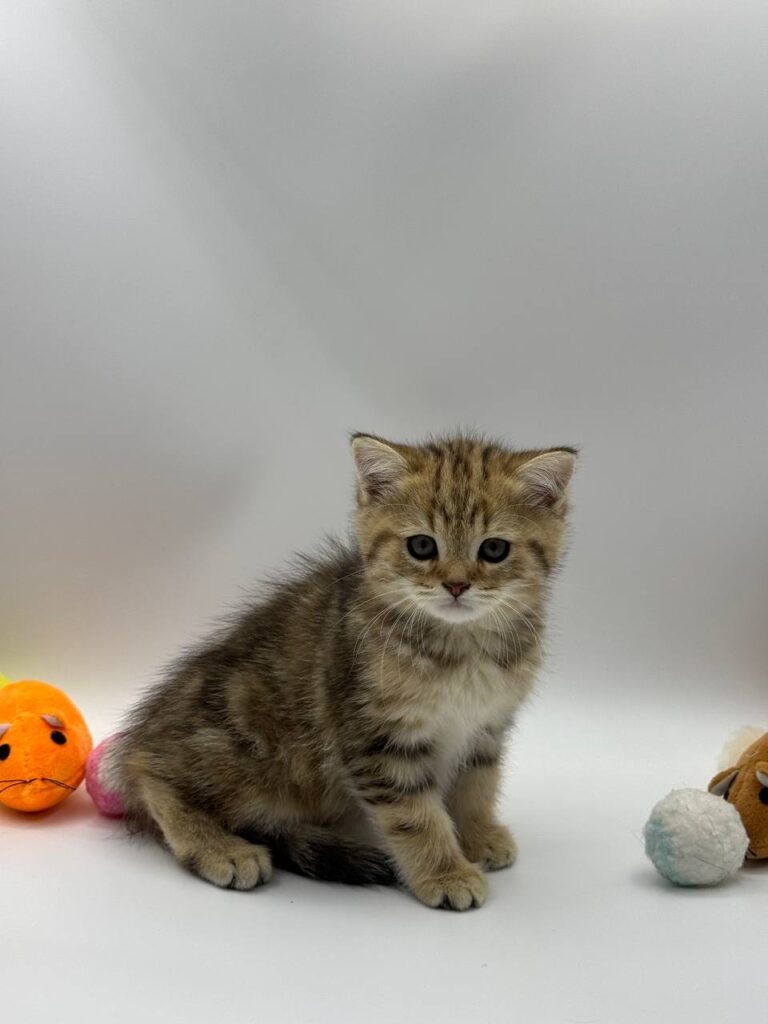 British shorthair, British shorthair gold marble, British shorthair lilac, British shorthair for Sale, British shorthair near me