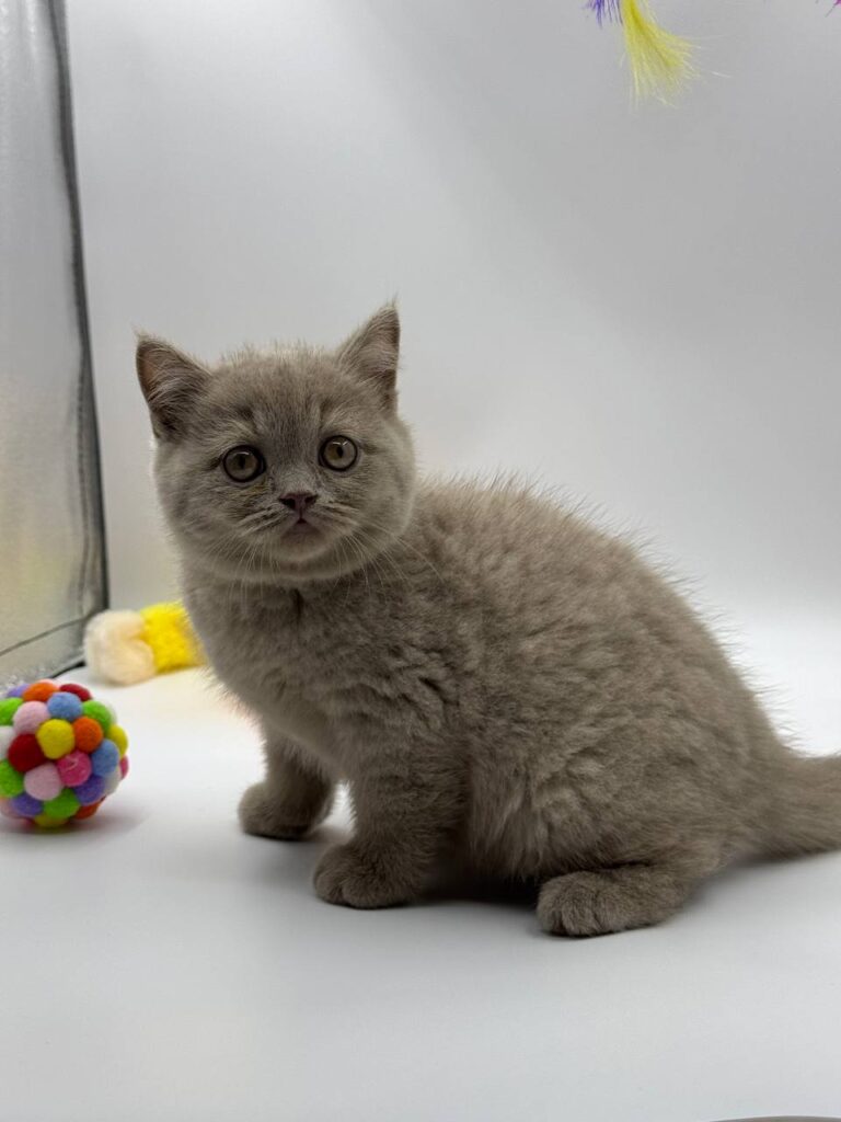 British shorthair, British shorthair lilac, British shorthair for Sale, British shorthair near me
