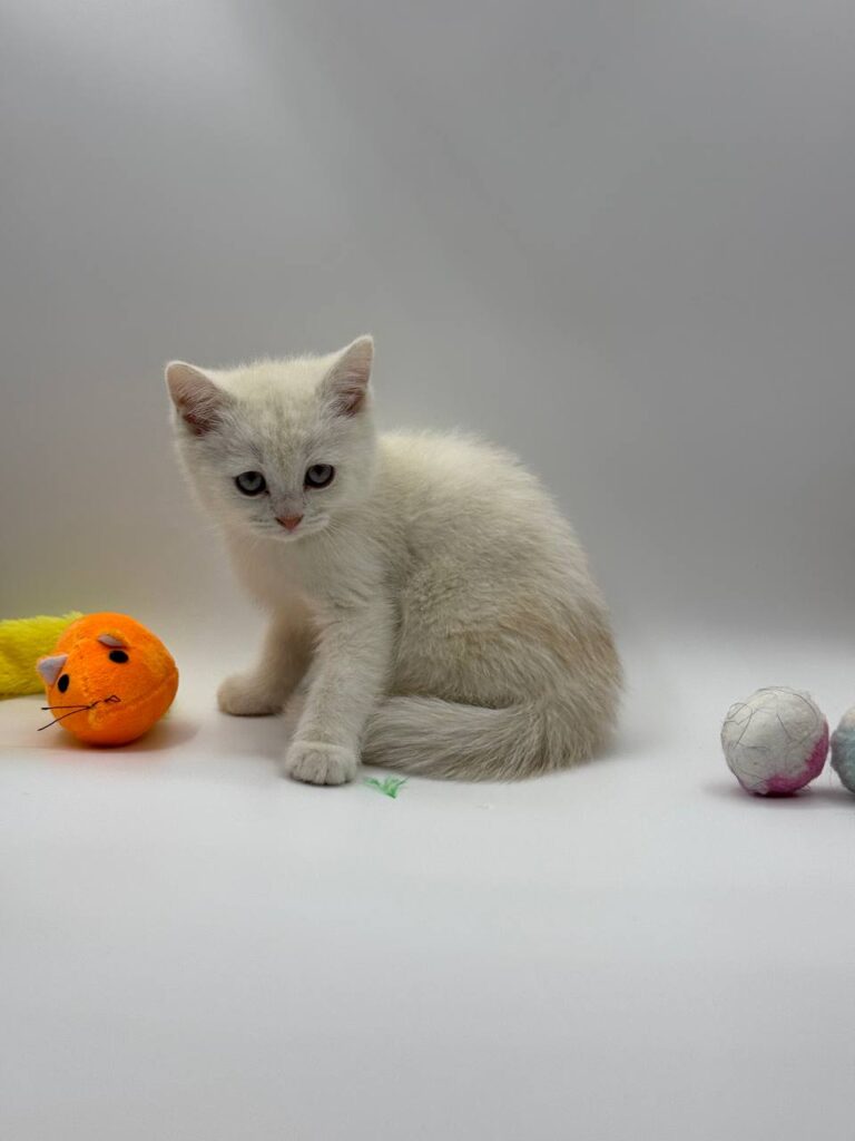 British shorthair, British shorthair lilac, British shorthair for Sale, British shorthair near me
