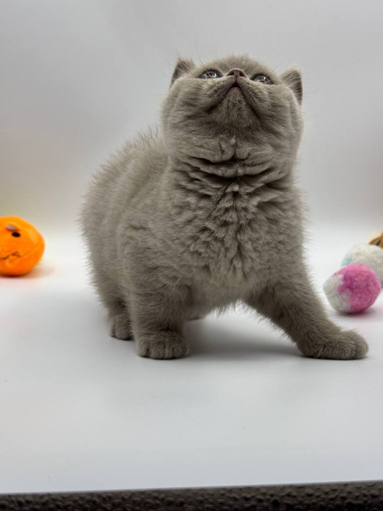 British shorthair, British shorthair lilac, British shorthair for Sale, British shorthair near me
