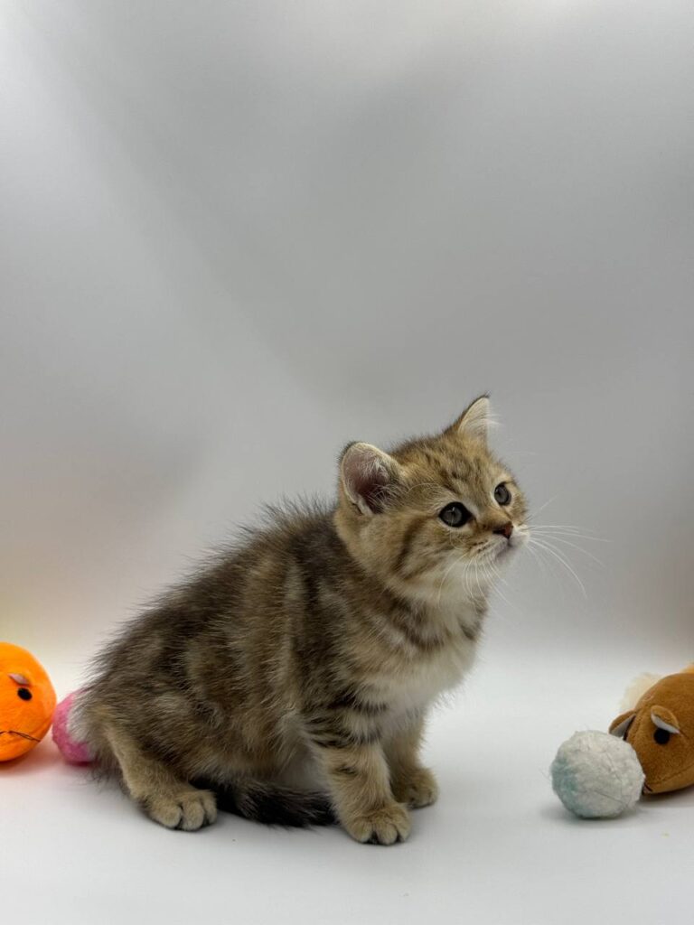 British shorthair, British shorthair gold marble, British shorthair lilac, British shorthair for Sale, British shorthair near me