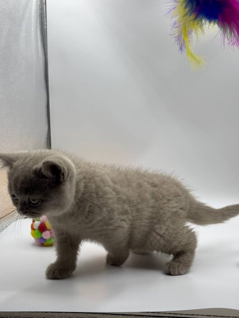 British shorthair, British shorthair lilac, British shorthair for Sale, British shorthair near me
