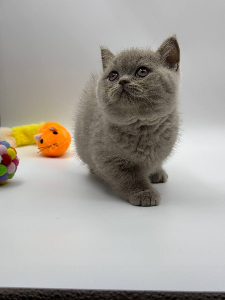 British shorthair, British shorthair lilac, British shorthair for Sale, British shorthair near me
