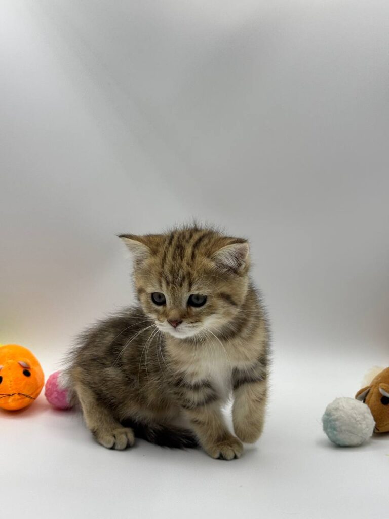 British shorthair, British shorthair gold marble, British shorthair lilac, British shorthair for Sale, British shorthair near me