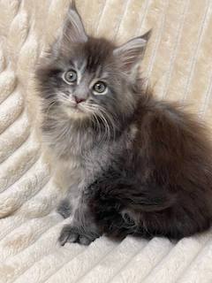 Sara – Maine Coon Tabby female 2 months old