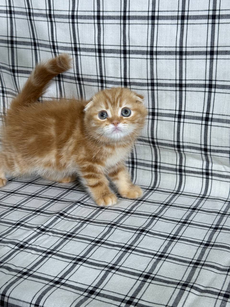 Bruno – Scottish Fold Gold Male 2 month old