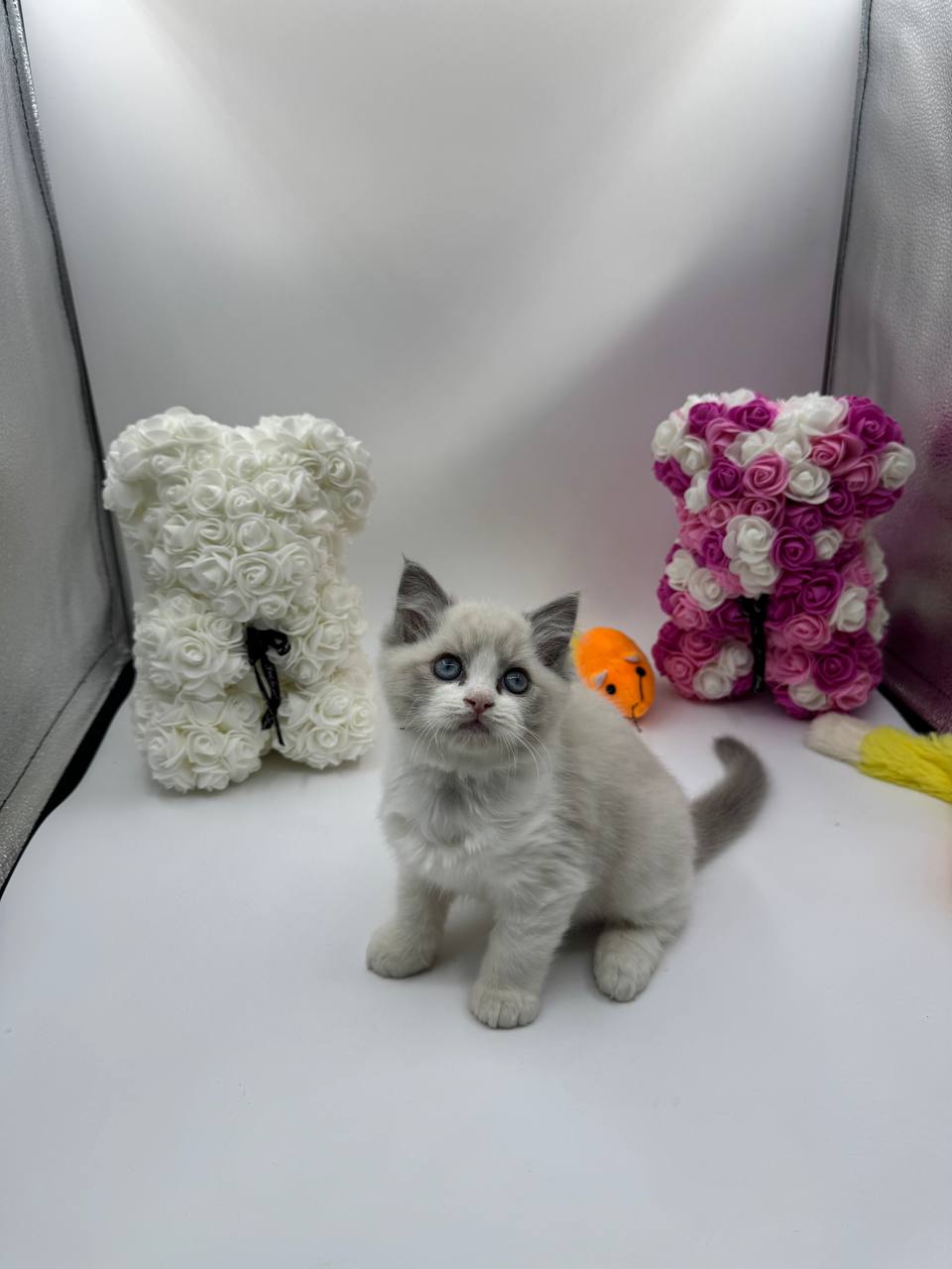 Sara – Ragdoll female 2 months old