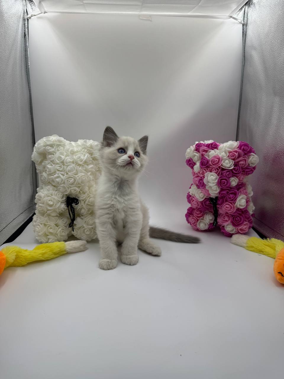 Bond – Ragdoll male 2 months old