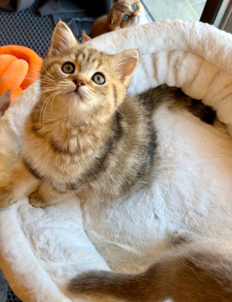 a cat sitting on a white fluffy bed